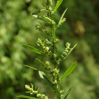 <i>Dysphania ambrosioides</i>  (L.) Mosyakin & Clemants